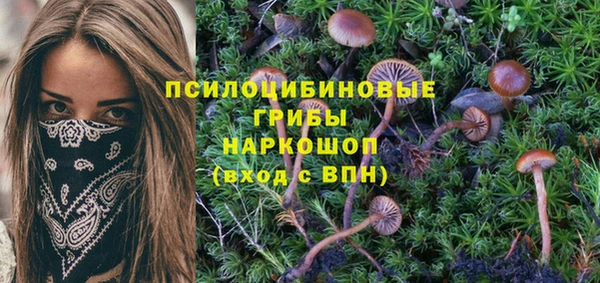 гашик Алексин